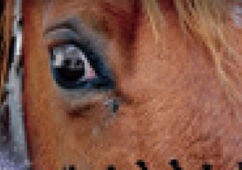 War Horse – posłuchaj fragmentu ścieżki dźwiękowej Johna Williamsa - okładka