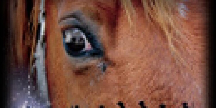 War Horse – posłuchaj fragmentu ścieżki dźwiękowej Johna Williamsa - okładka
