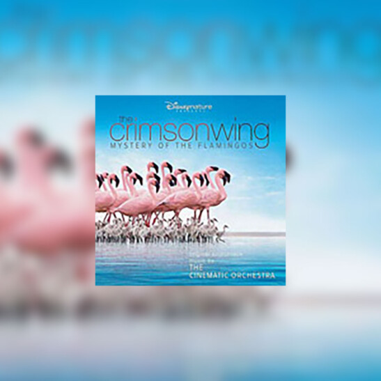 Crimson Wing: Mystery of the Flamingos, the - okładka